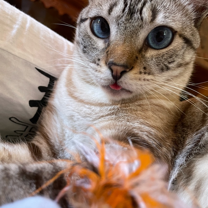 Sombra the cat